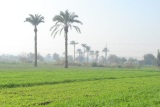 Field of green and palm trees near Cairo, Egype